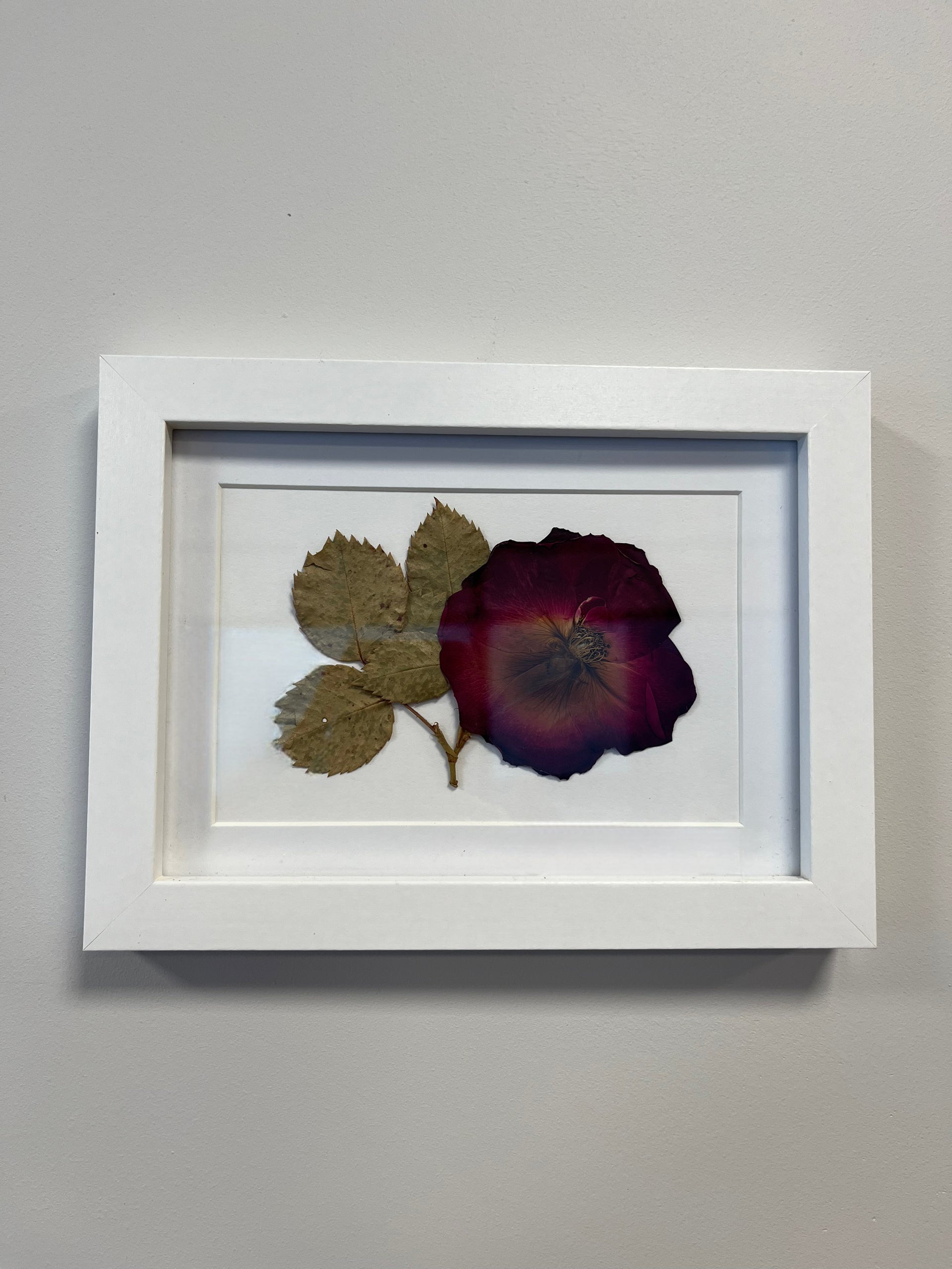 Pressed Red Rose - Framed