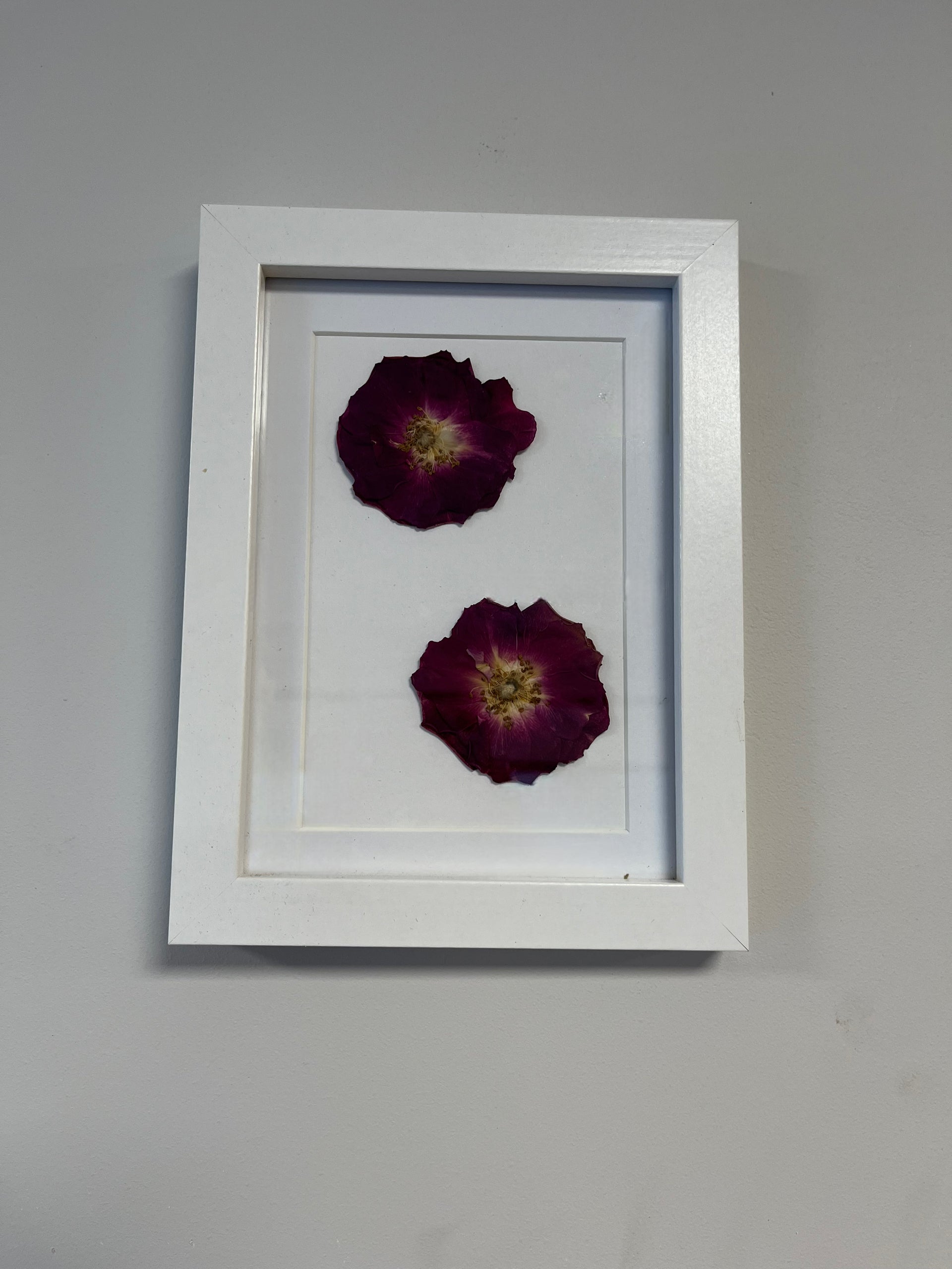Pressed Red Roses - Framed